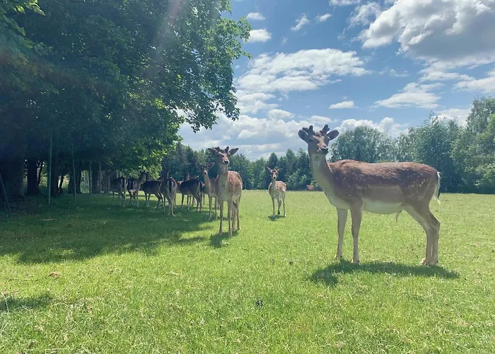 Homemade アパート Liebshausen